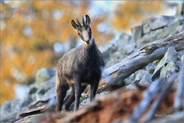 <p>KAMZÍK HORSKÝ (Rupicapra rupicapra) Lužické hory, pod Studencem ---- /Chamois - Gämse/</p>